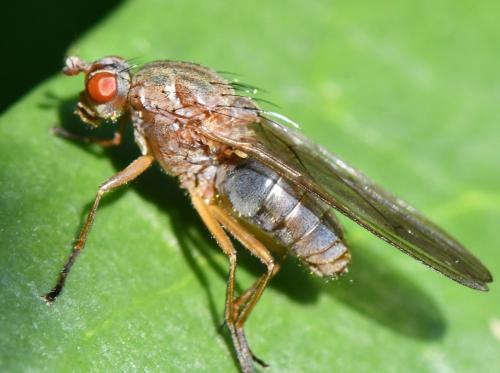Dryomyza flaveola
